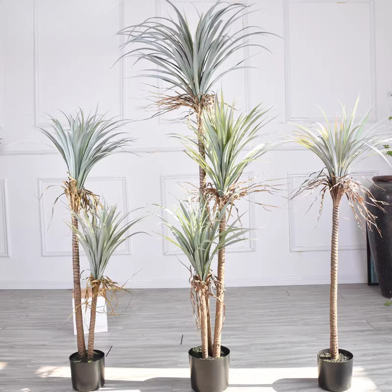 Dragão sangue yucca planta art - Dracaena Marginata avaliação e preço