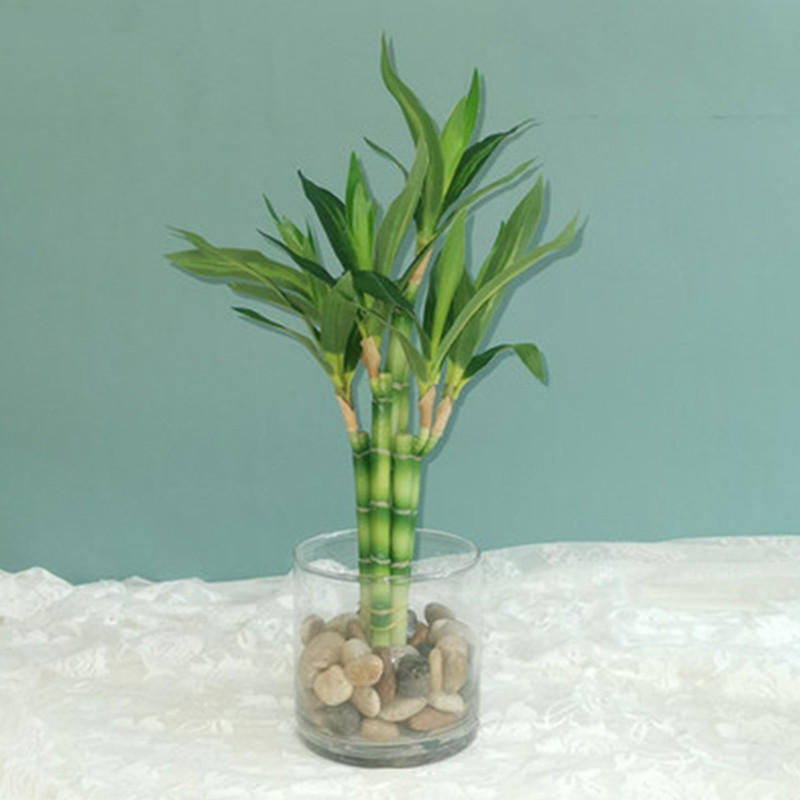 Nova Planta Artificial de Bamb - Dracaena Marginata avaliação e preço