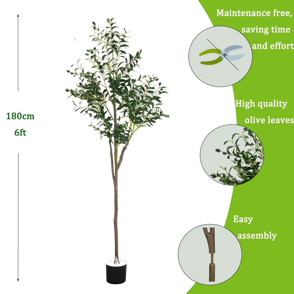 5/6 pés grandes plantas de aze - Dracaena Marginata avaliação e preço