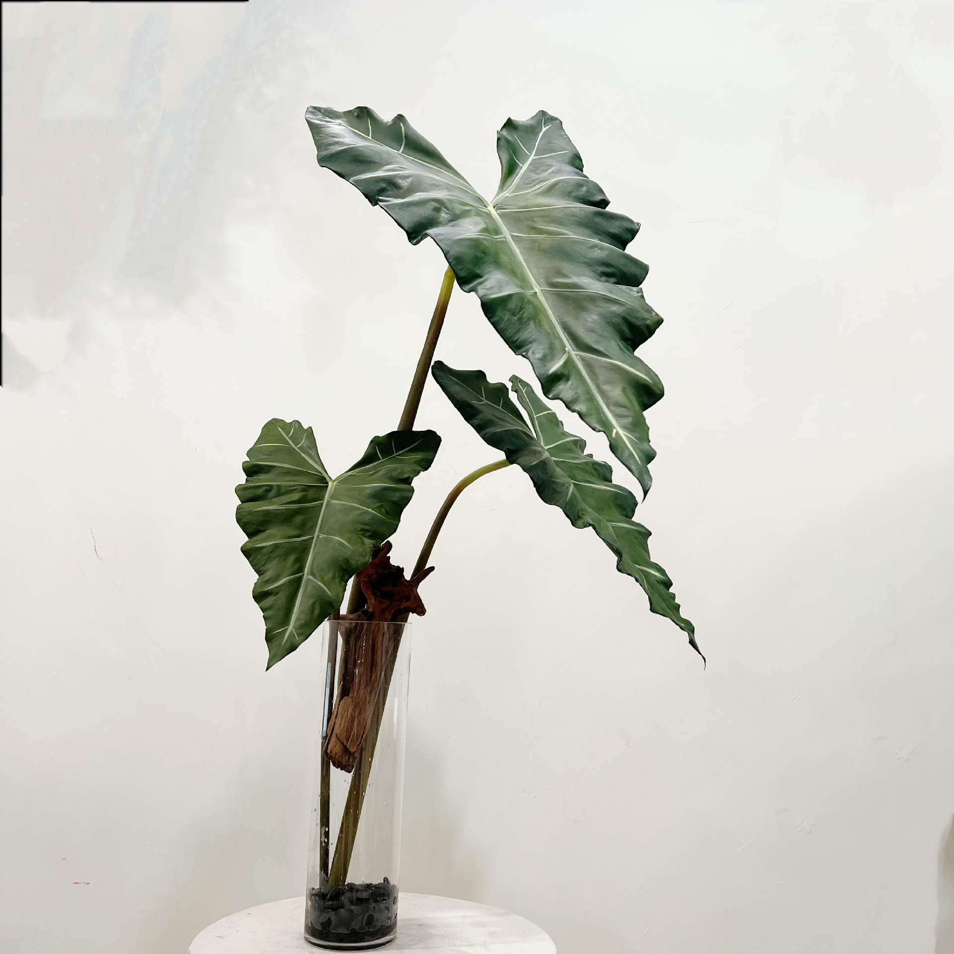 Simulado longo pu mão-sensa pl - Dracaena Marginata avaliação e preço